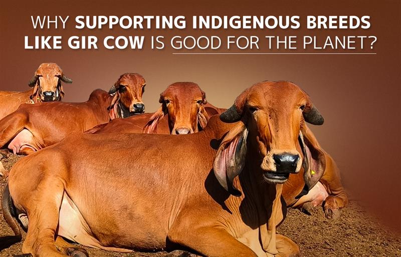 WHY SUPPORTING INDIGENOUS BREEDS LIKE GIR COW IS GOOD FOR THE PLANET?
