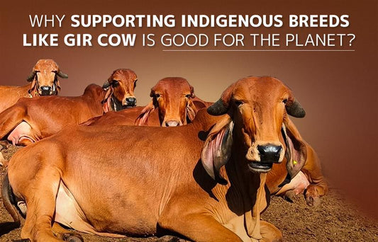 WHY SUPPORTING INDIGENOUS BREEDS LIKE GIR COW IS GOOD FOR THE PLANET?