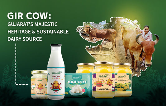 Gir Cows: Gujarat’s Majestic Heritage and Sustainable Dairy Source