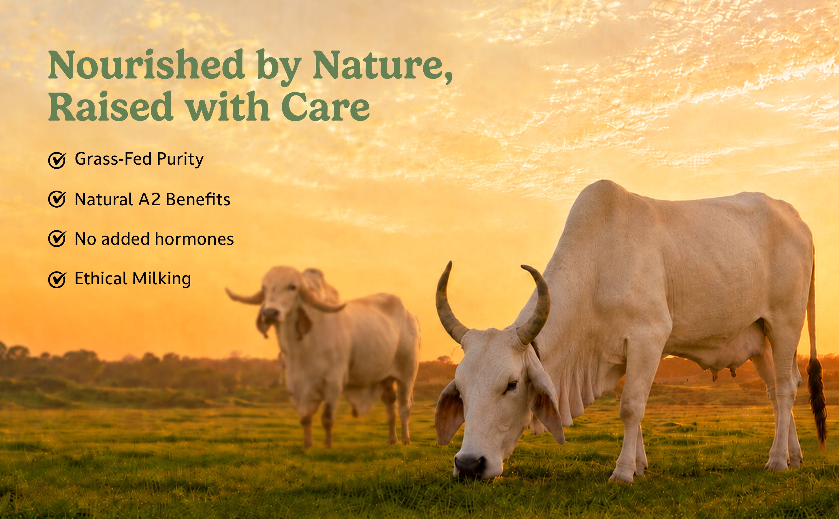 Cows grazing in a field with a sunset, featuring text about grass-fed purity and ethical milking.