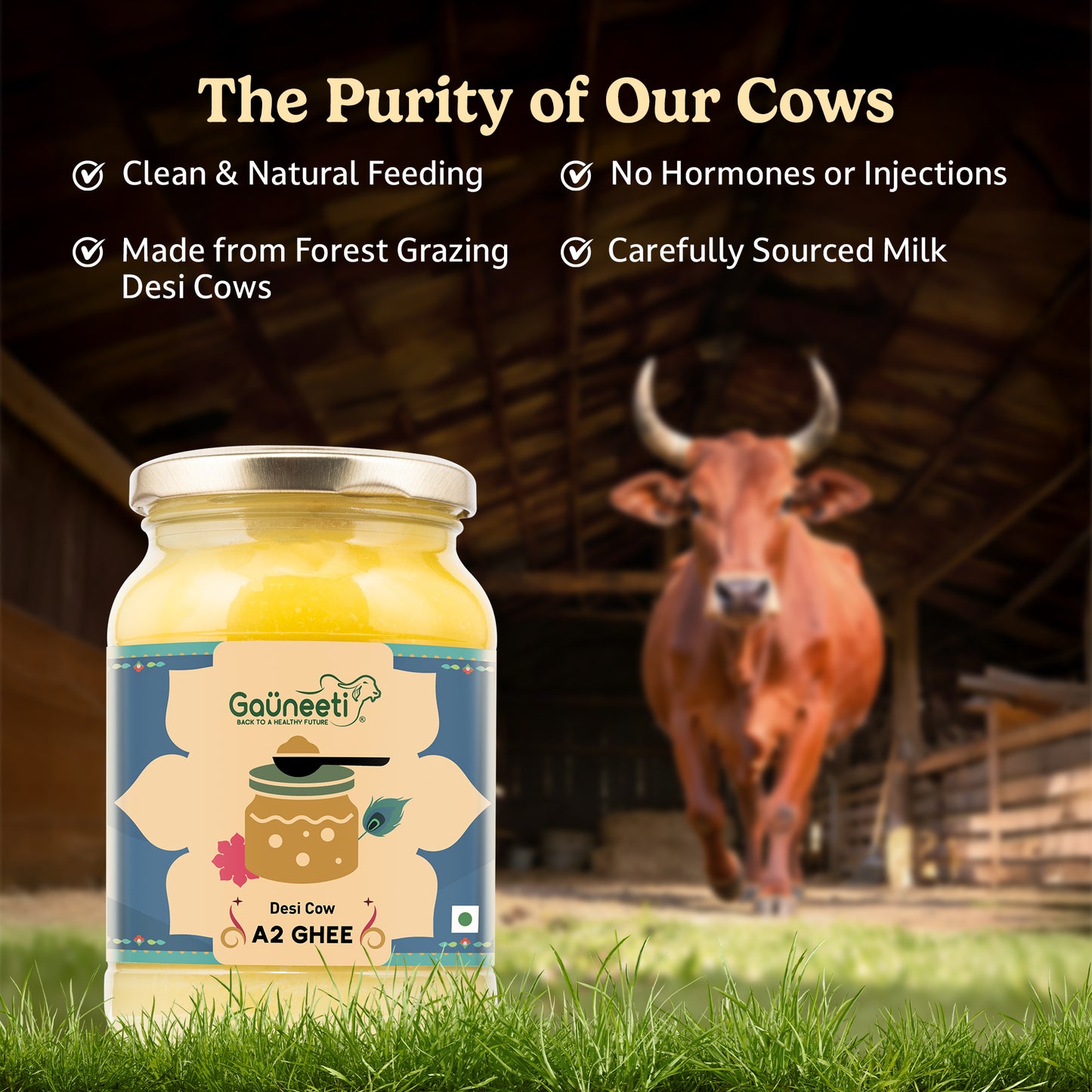 Jar of GauNeeti Desi Cow A2 Ghee with a cow in the background in a barn setting